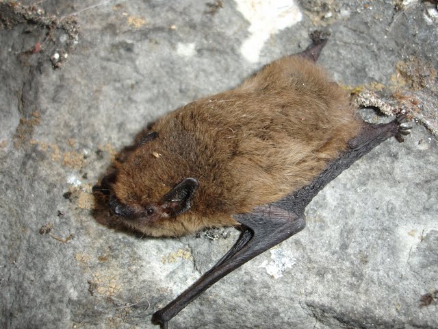 Bat Information – Isle of Wight Bat Group